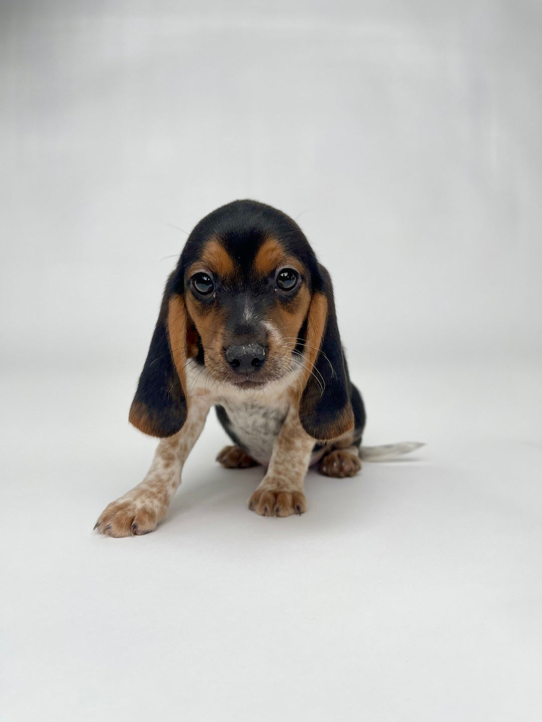 Beagle 9263 Boy