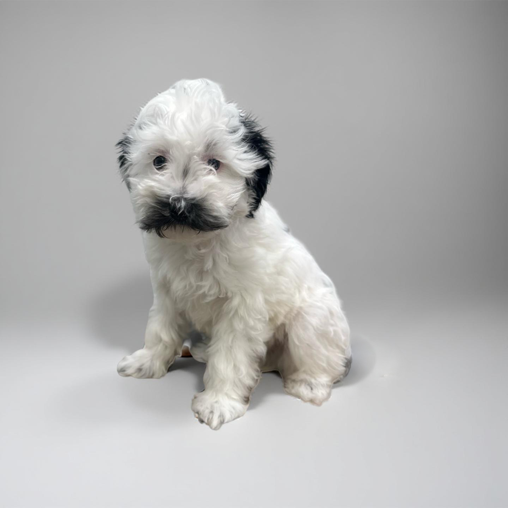Havanese 4531 Boy