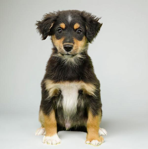 Toy Aus Shep 7856 Boy