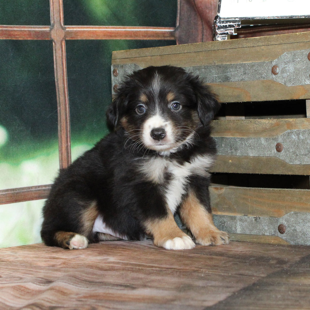 Aus Shepherd 4593 Boy