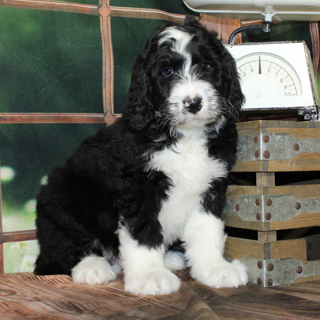 Bernedoodle 8987 Boy