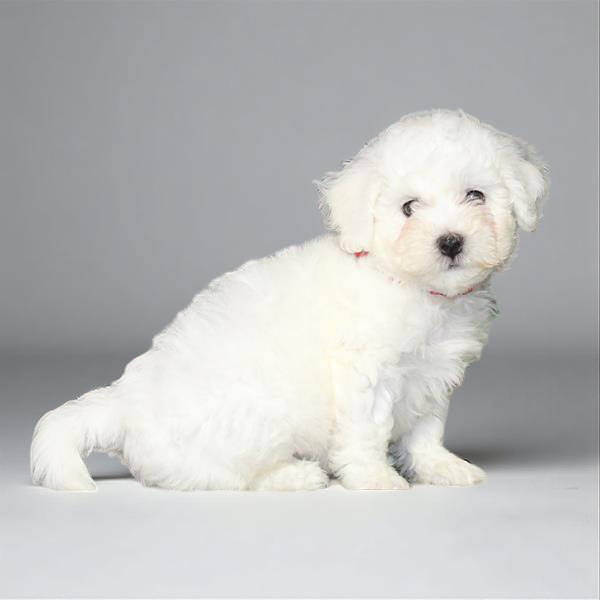 Bichon 2255 Boy