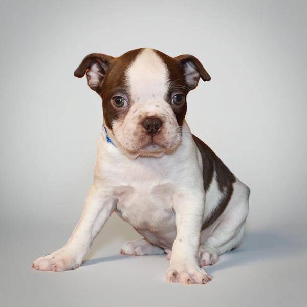 Boston Terrier 9582 Boy