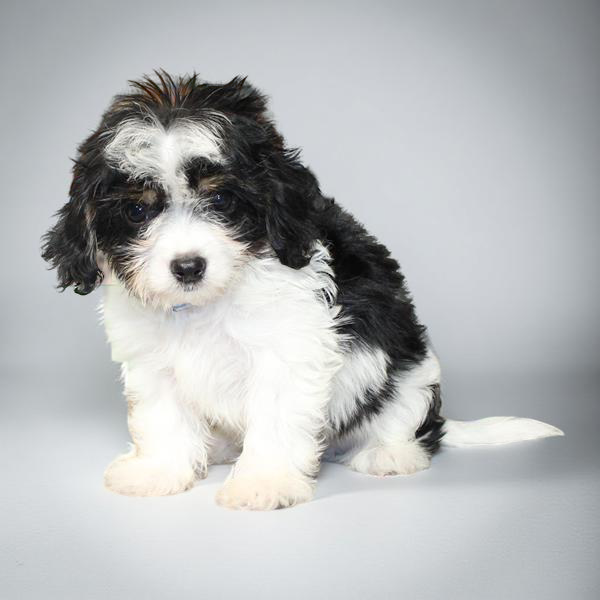 Cavachon 2311 Boy