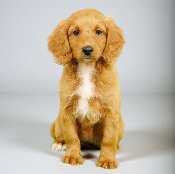 Cavapoo F2 0562 Boy