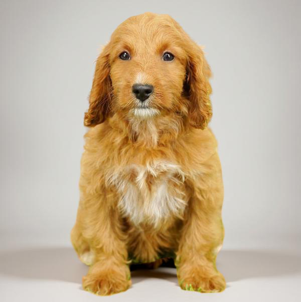 Cavapoo F2 1979 Girl