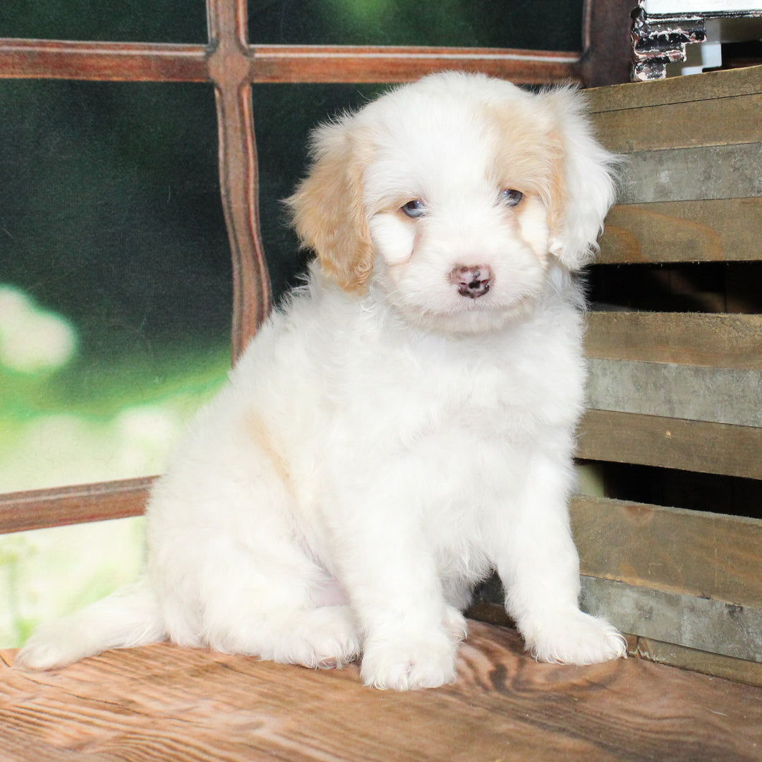 Cavapoo 4562 Boy