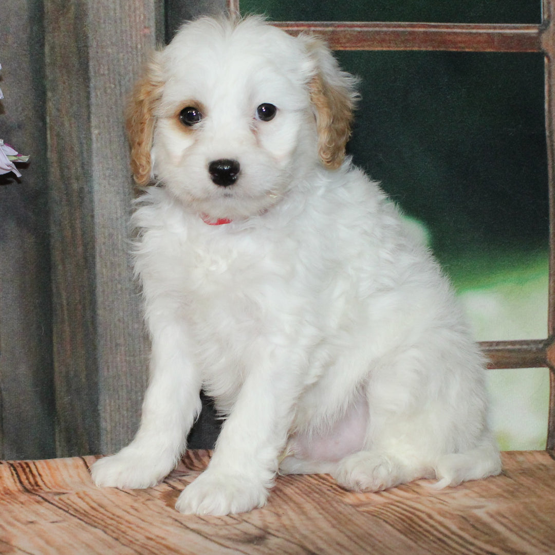 Cavapoo 4568 Boy