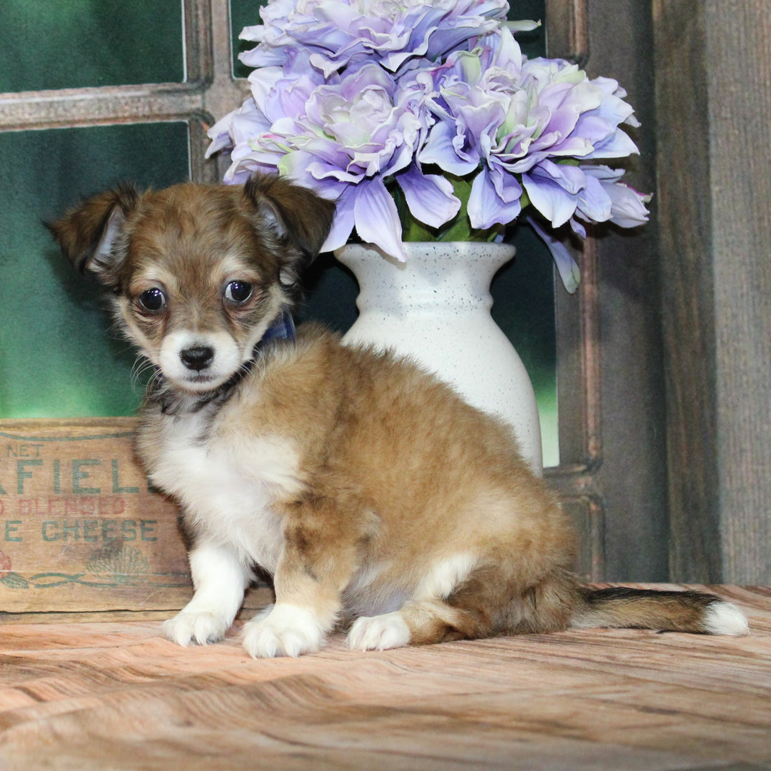 Chihuahua 4479 Girl
