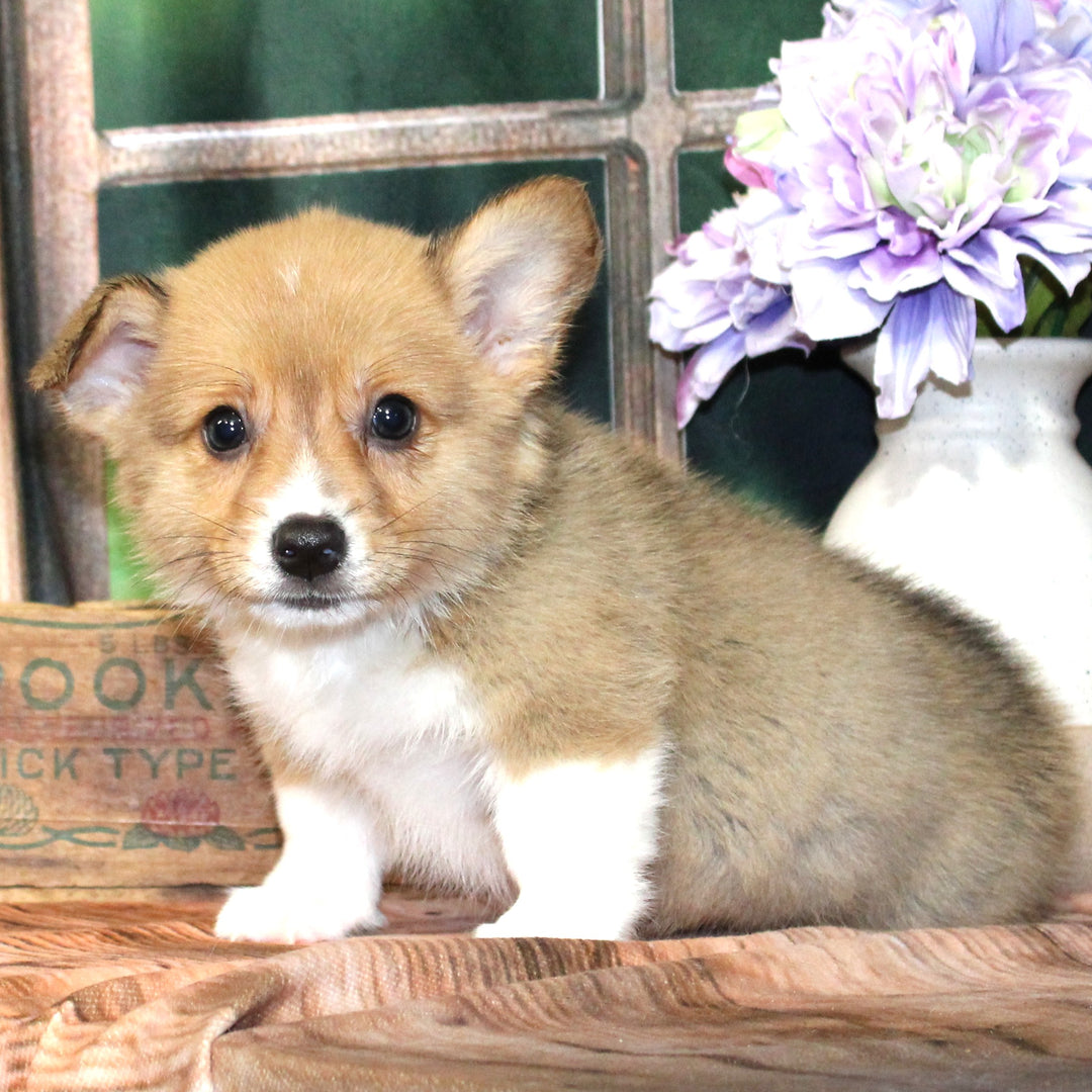 Pembroke Welsh Corgi 4451 Boy