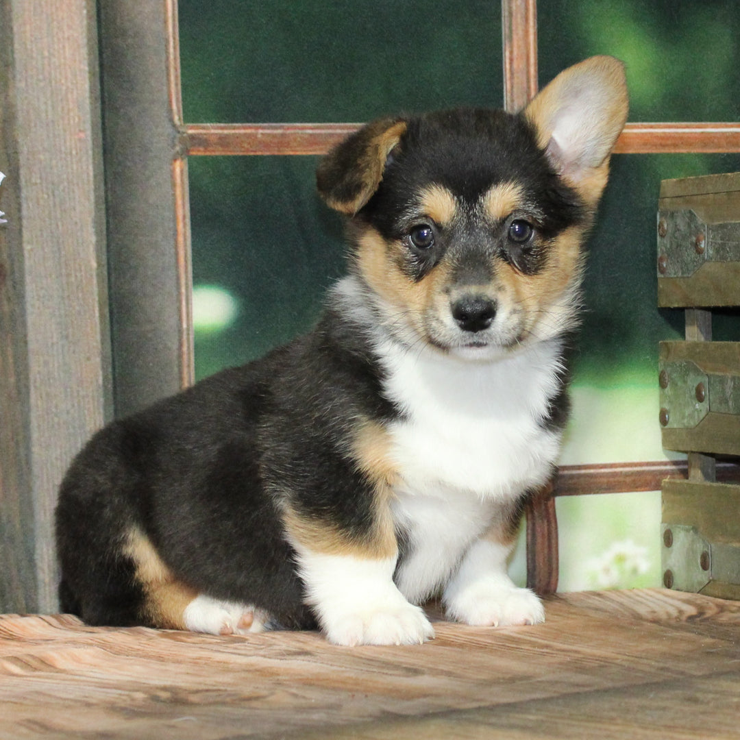 Pembroke Welsh Corgi 4598 Boy