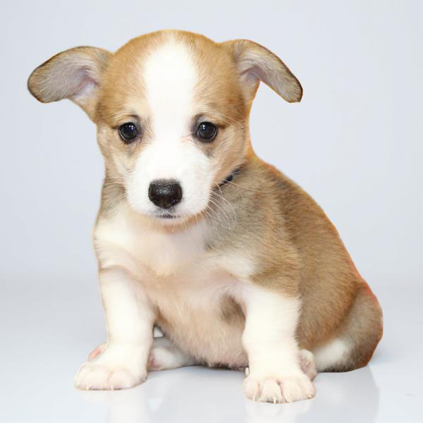 Pembroke Welsh Corgi 9545 Girl