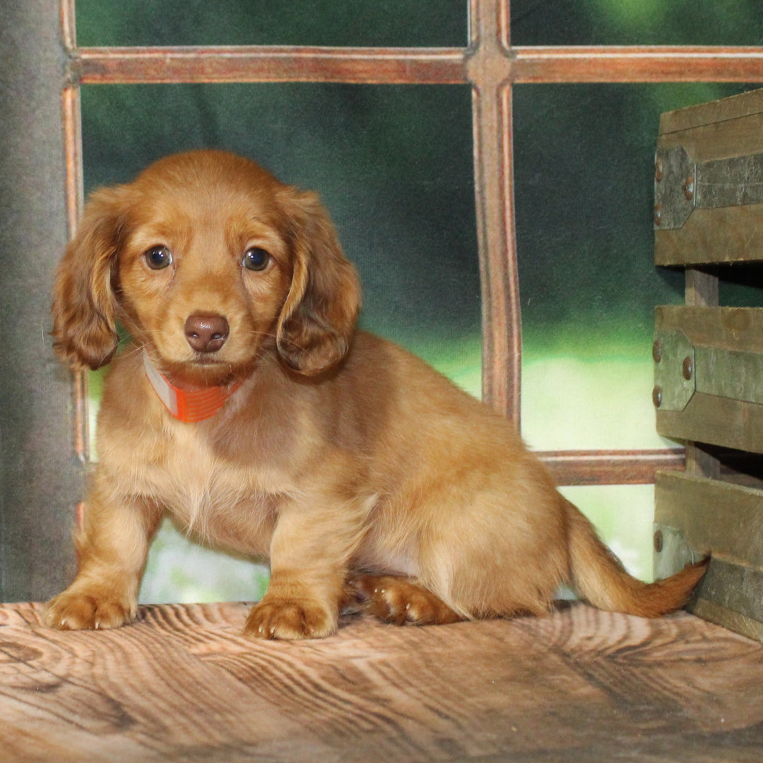 Dachshund 4578 Girl