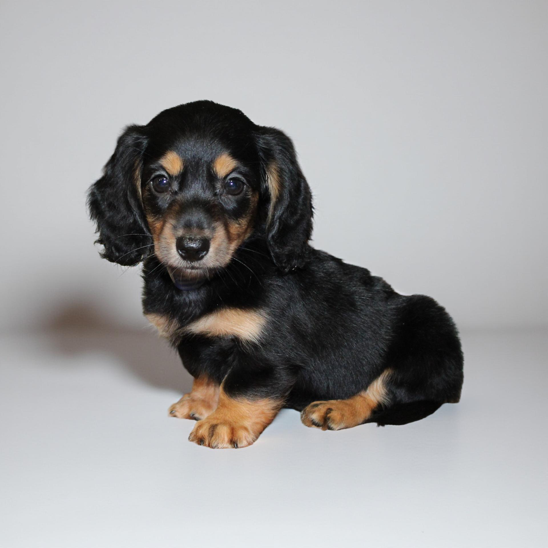 Dachshund 4853 Girl