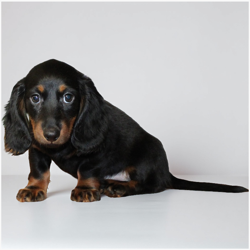 Dachshund 5145 Boy