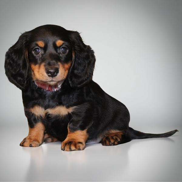 Dachshund 2438 Boy