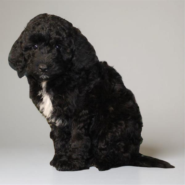 Goldendoodle Mini 2 Gen 2572 Girl
