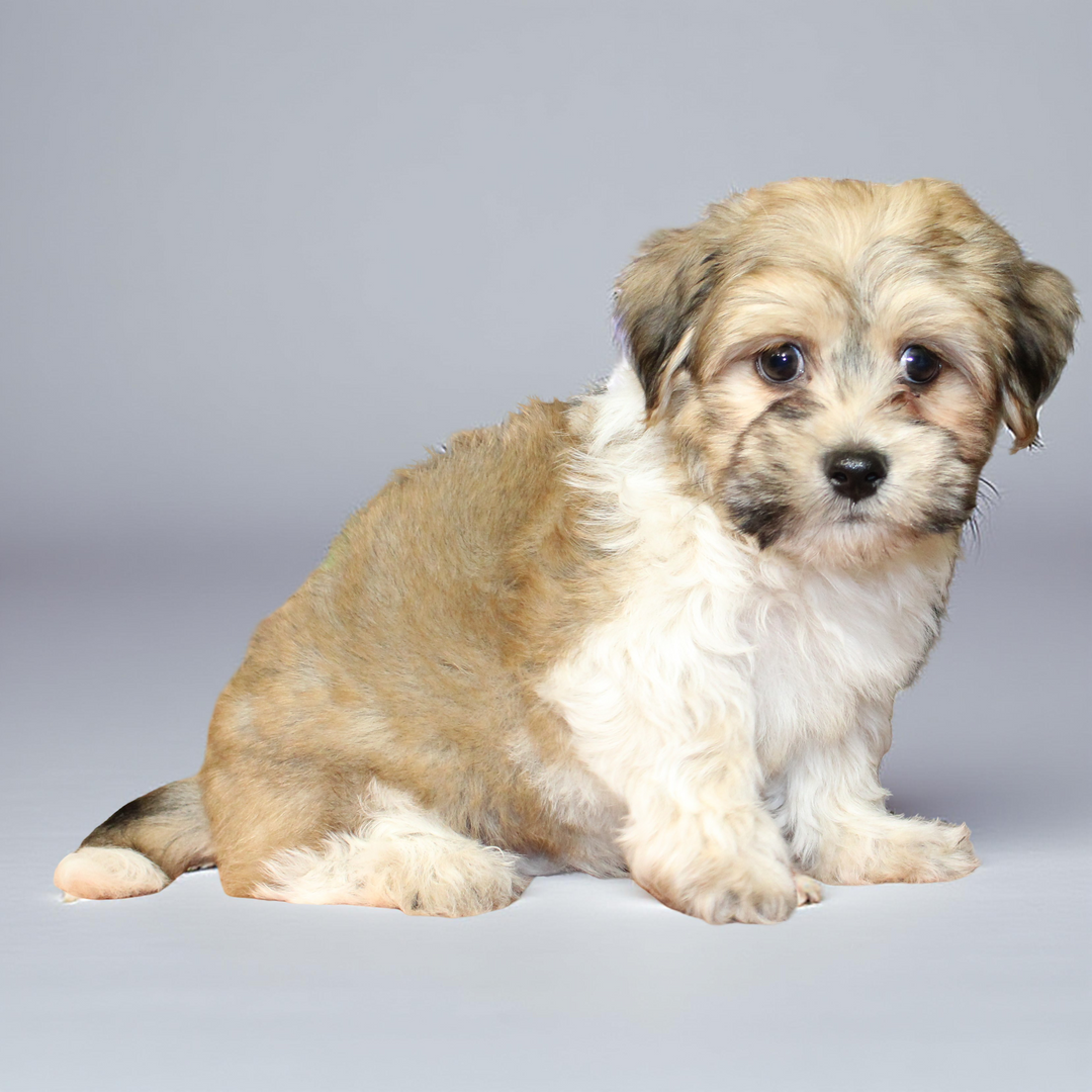 Havanese 5370 Boy