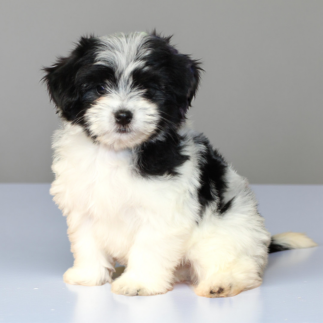 Havanese 5375 Girl