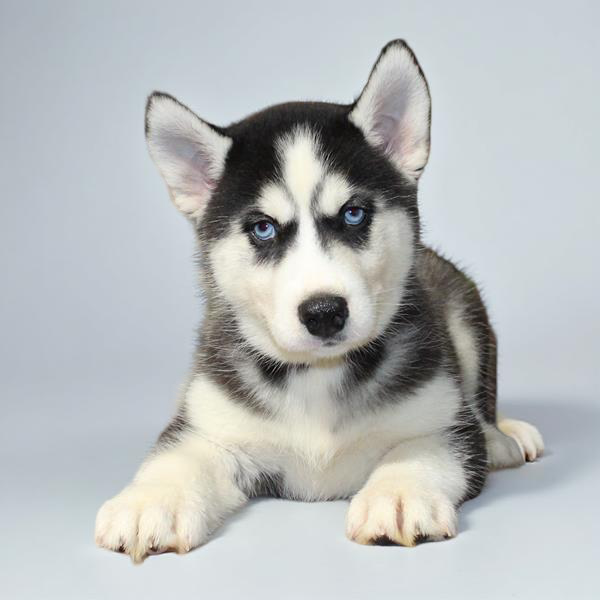 Siberian Husky 2145 Girl