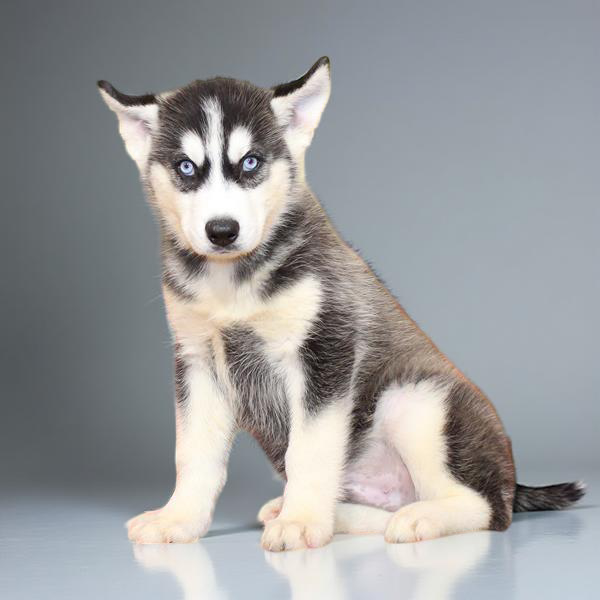 Siberian Husky 9552 Boy