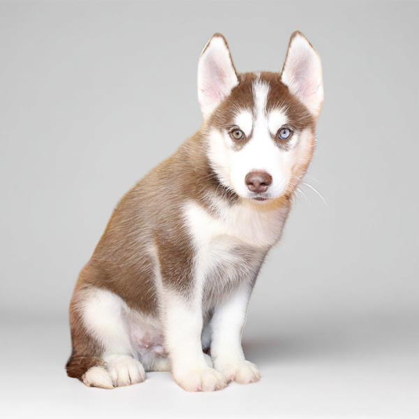 Siberian Husky 9598 Boy