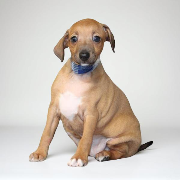 Italian Greyhound 2276 Boy