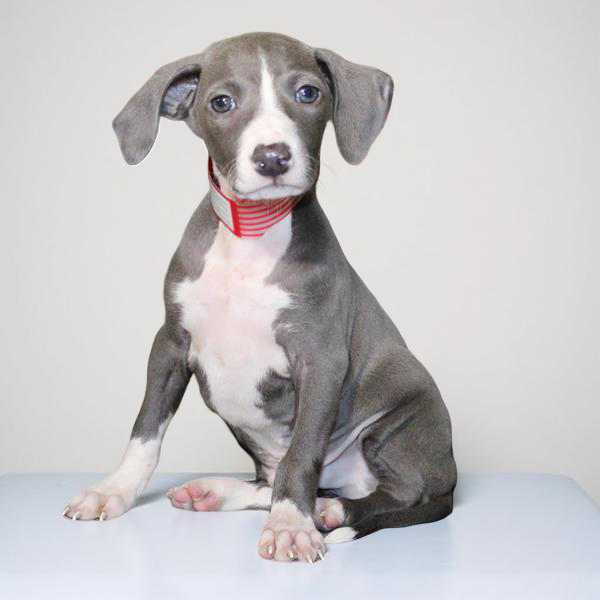 Italian Greyhound 2297 Boy