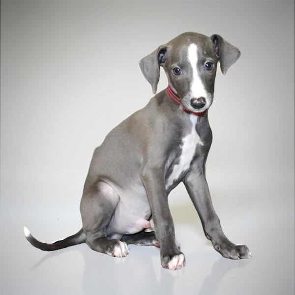 Italian Greyhound 5281 Boy
