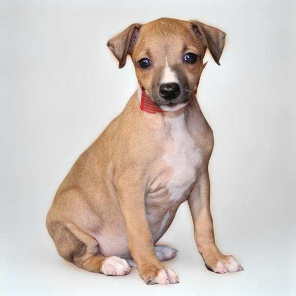 Italian Greyhound 2789 Boy