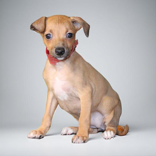 Italian Greyhound 2790 Girl