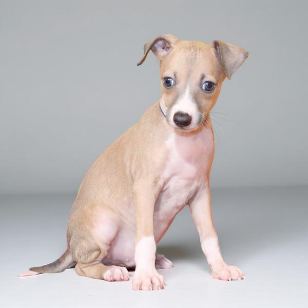 Italian Grey 9535 Boy