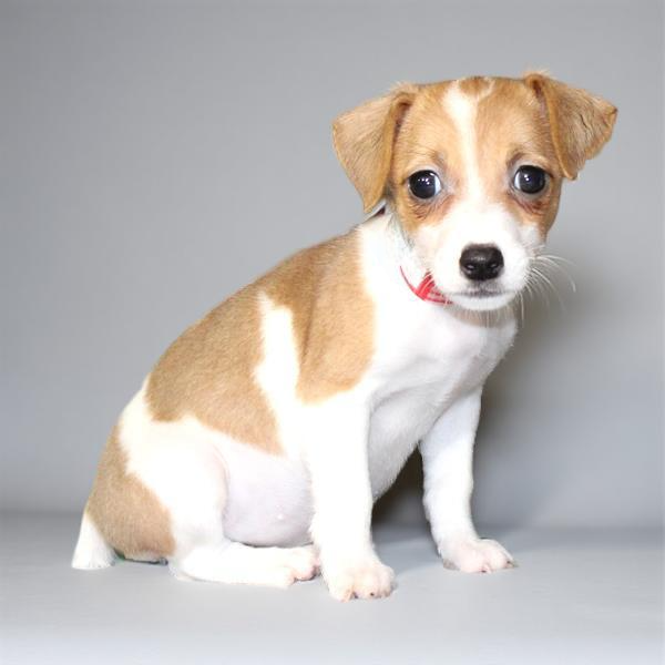 Jack Russell 2137 Girl