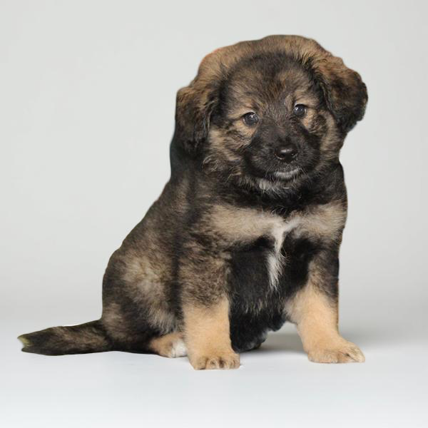 Keeshond/Bernedoodle Mini 2177 Girl