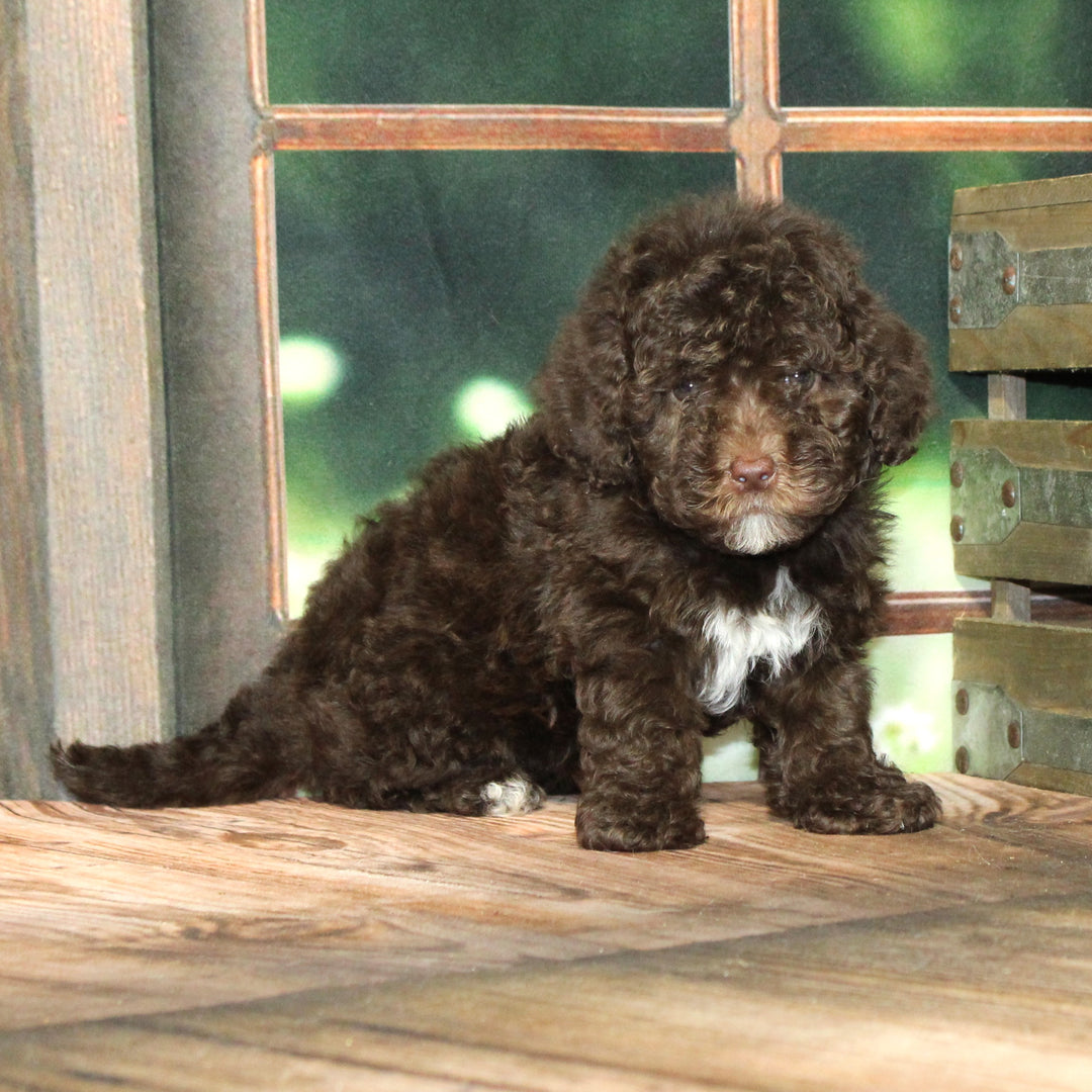 Labradoodle Min 2G 4482 Girl