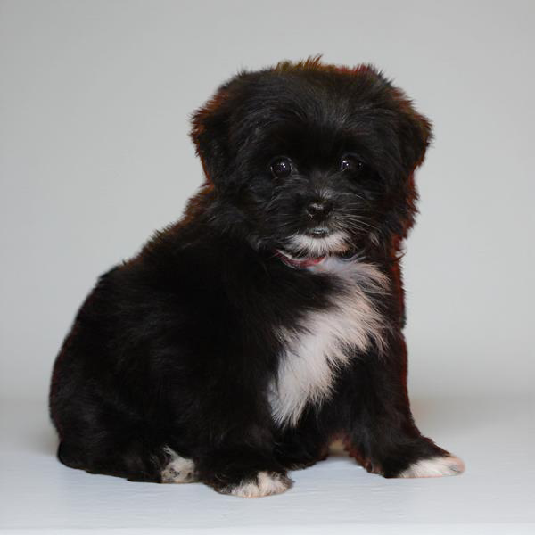 Pom/Lhasa Apso 2999 Girl
