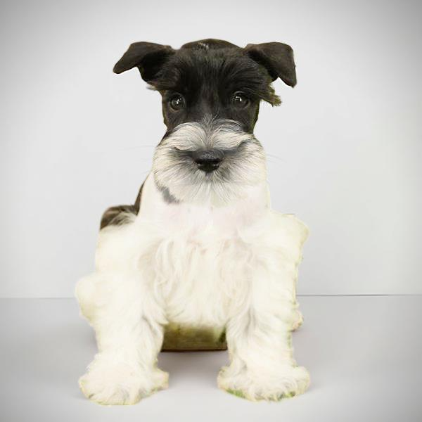 Min Schnauzer 1722 Boy