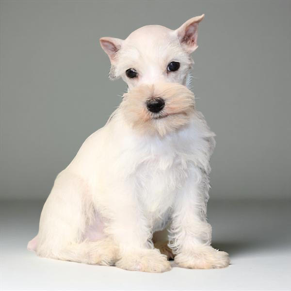 Min Schnauzer 2362 Girl
