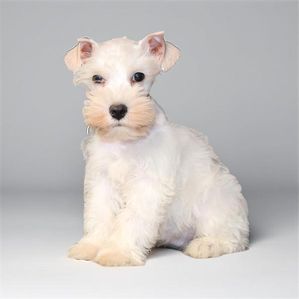 Min Schnauzer 2367 Boy