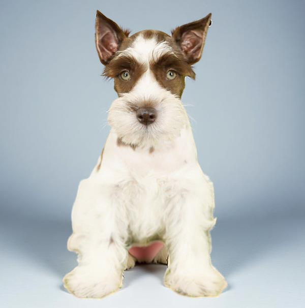 Min Schnauzer 4850 Boy