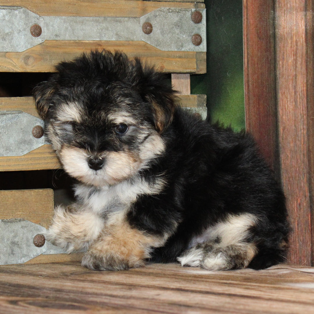 Morkie 4553 Boy