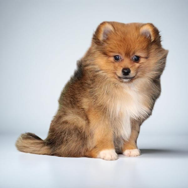 Pomeranian 2483 Boy
