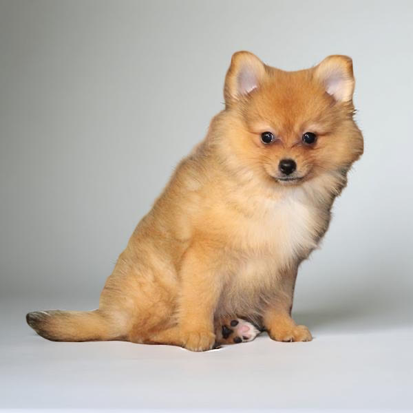 Pomeranian 2484 Girl