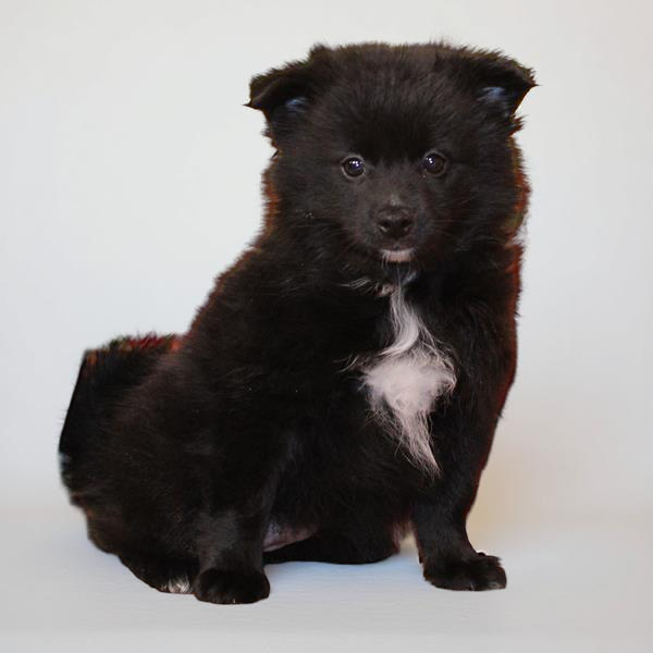 Pomeranian 2717 Girl