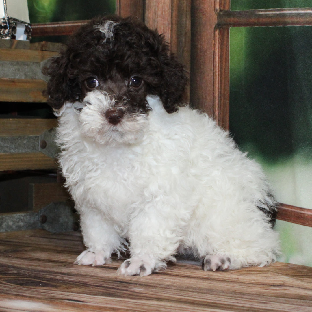 Poodle 4580 Boy