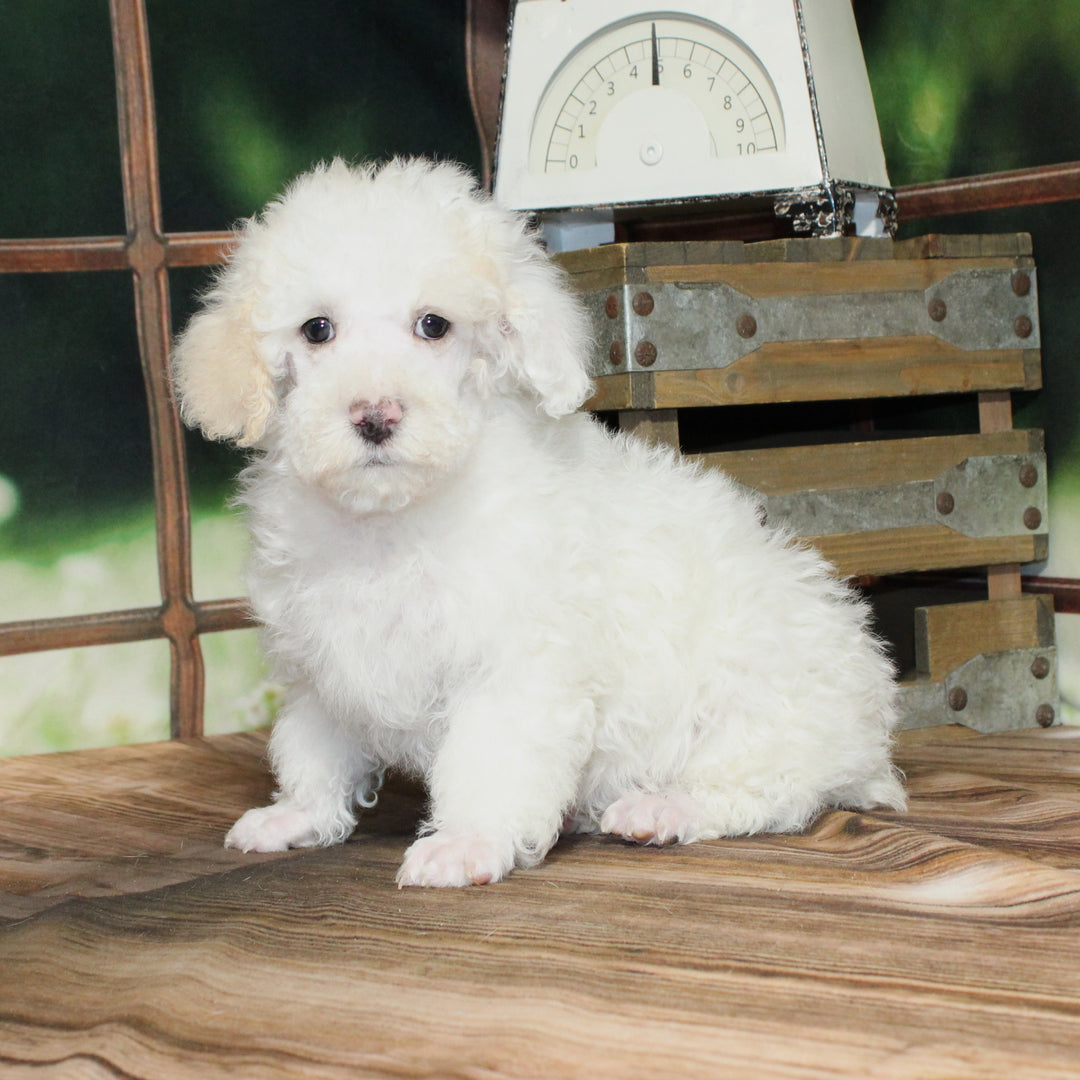 Poodle 4581 Boy