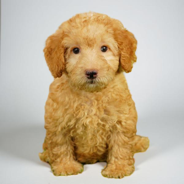 Poodle 4687 Boy