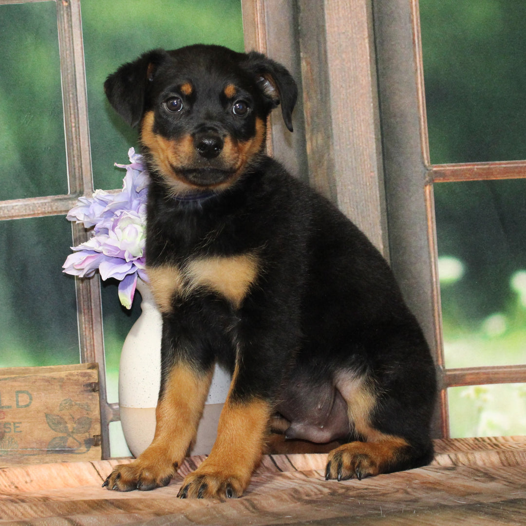 Rottweiler 4509 Boy