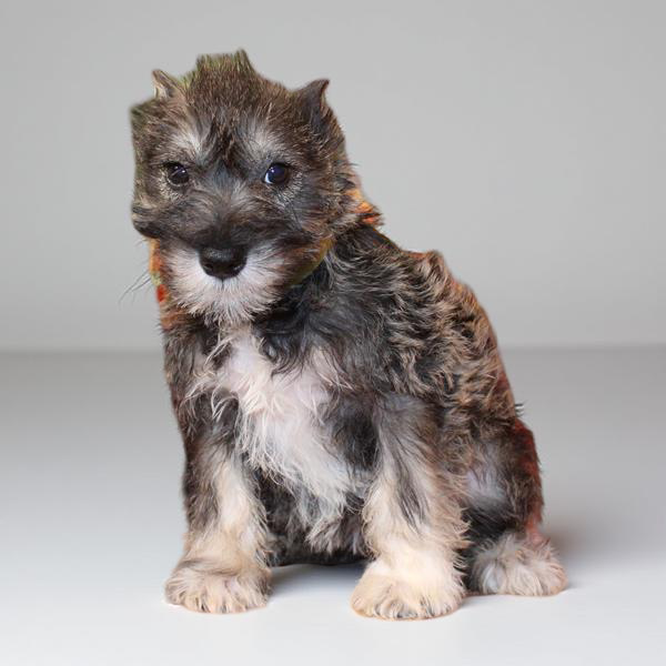 Min Schnauzer 2853 Girl