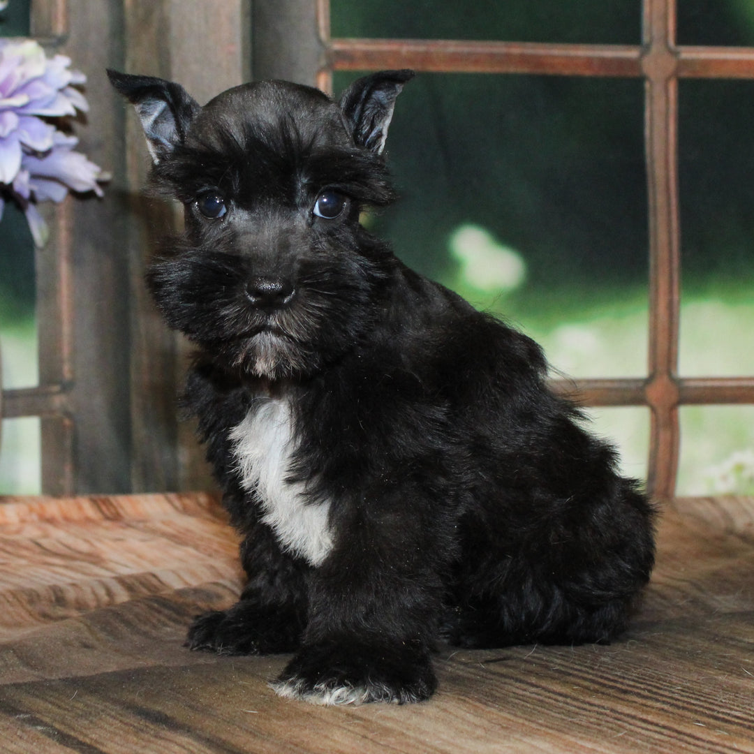 Min Schnauzer 4586 Boy